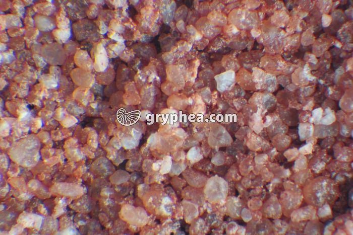 Grès vosgien - gryphea.com